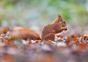 林间松鼠进食图