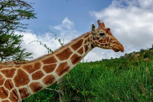 草原上的长颈鹿