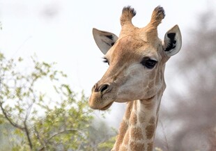 野外长颈鹿特写