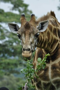 长颈鹿进食绿植瞬间