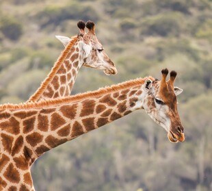 草原上的两只长颈鹿