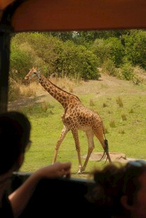 车内视角看漫步的长颈鹿