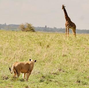 草原上的长颈鹿与羚羊