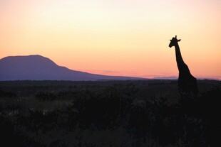 夕阳下的长颈鹿剪影