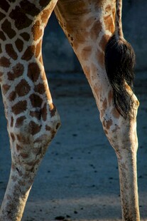 长颈鹿腿部特写