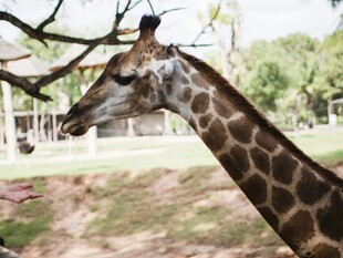 长颈鹿于树下悠然进食