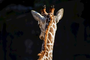 长颈鹿背影特写