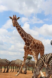 草原上的长颈鹿与斑马群