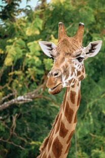 长颈鹿咬着树枝的可爱瞬间