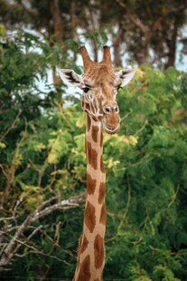 林中长颈鹿