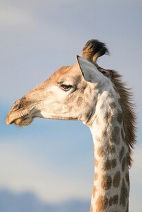 长颈鹿特写