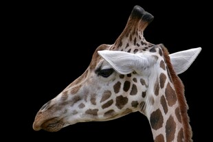 长颈鹿头部特写