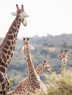 草原上的长颈鹿家族