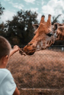 小孩喂食长颈鹿温馨瞬间