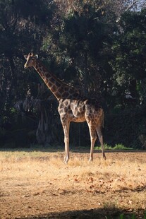 草原上的长颈鹿
