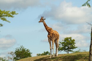 草原上的长颈鹿