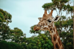长颈鹿于绿树间悠然进食