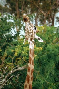 长颈鹿仰头吃树上的叶子