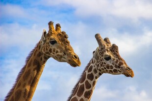 双长颈鹿仰望蓝天