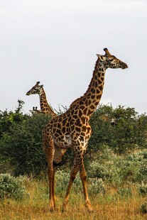 草原上漫步的两只长颈鹿