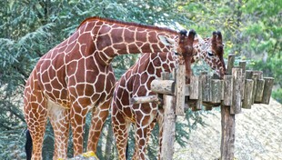 长颈鹿进食场景