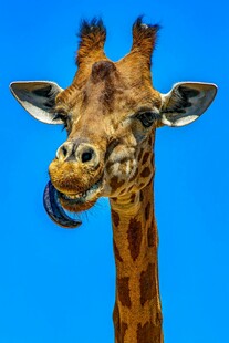 俏皮长颈鹿吐舌特写