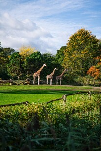 草原上的长颈鹿与自然风光