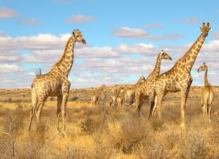 草原上的长颈鹿群