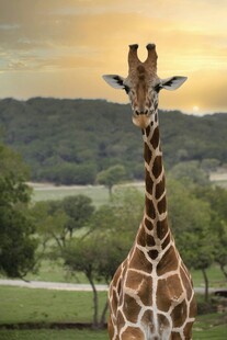 草原上的长颈鹿