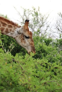 长颈鹿低头食绿植