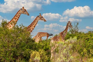 草原上的长颈鹿群