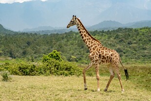 草原上漫步的长颈鹿