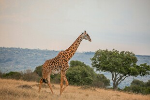 草原上漫步的长颈鹿