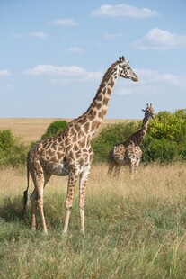 草原上的长颈鹿与羚羊