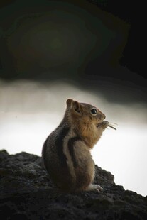 岩石上的可爱小松鼠