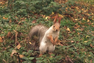 林间松鼠捧坚果