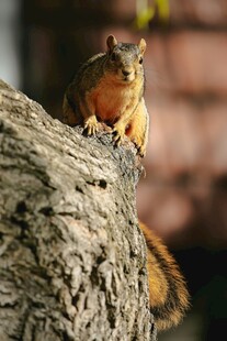 树干上的可爱松鼠