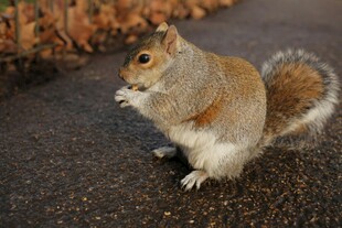 路边可爱松鼠进食瞬间