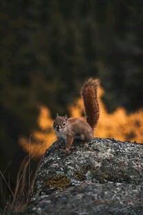 岩石上的可爱小松鼠