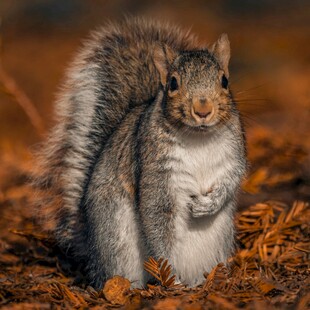 站立松鼠于落叶间