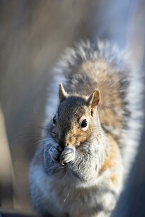 可爱松鼠进食瞬间