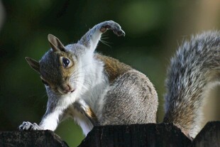 俏皮松鼠做奇特动作