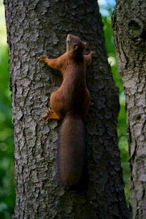 松鼠攀附树干瞬间