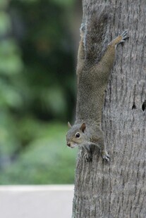 松鼠攀爬树干瞬间