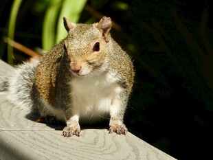 木台上的可爱小松鼠