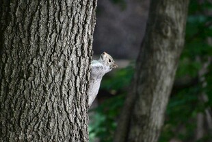 树干后探头的可爱小松鼠