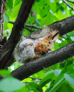 树枝上进食的可爱松鼠