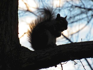 树枝上进食的可爱松鼠