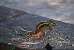 地面觅食的花栗鼠