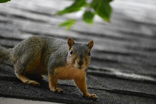 屋顶上的松鼠